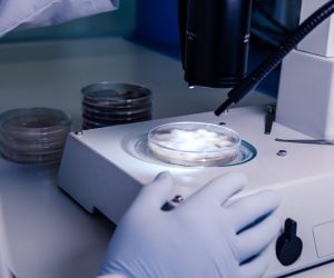 Incubator